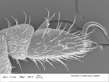 Media type: image;   Invertebrate Zoology 147385   shows cataloged_item 147385